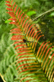Cool spider, Nakavika, Fiji.