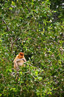 Frowning Proboscis Monkey, Kinabatangan, Borneo, Malaysia.