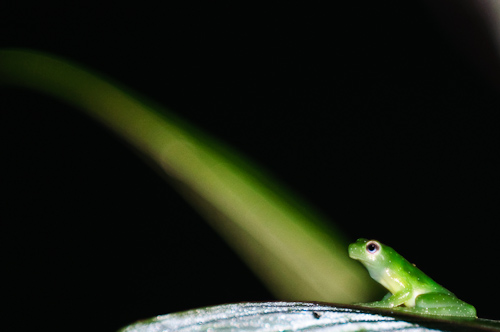 Glass Frog, Amazon, Ecuador.