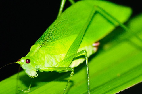 Fancy a grasshopper? Amazonas, Ecuador.