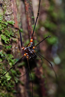 Strange spider, Amazonas, Ecuador.