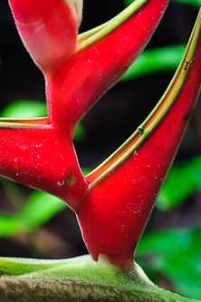 Heliconia flower, Amazonas, Ecuador.