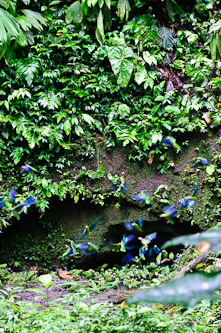 Blue-winged Parrotlet at clay lick, Sani Lodge, Ecuador.