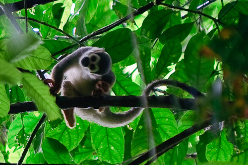 Stange monkeys below, Amazonas, Ecuador.