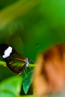 Glasswing Butterfly, Amazonas, Ecuador.