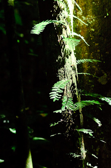 Ferns in the vulcano, Tafua, Savai'i, Samoa.