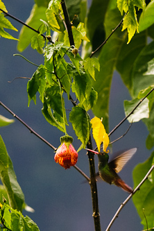 Sipping the nectar, Mindo, Ecuador.
