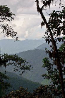 Cloud forest, Mindo, Ecuador.