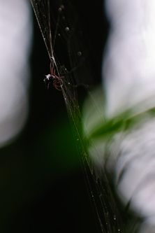 Precision a la spider, Mindo, Ecuador.