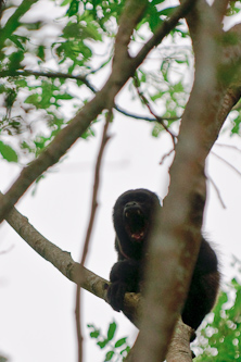Howling Black Howler Monkey, Pedernales, Ecuador.