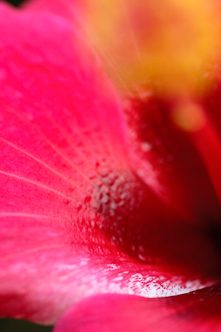 Hibiscus, Samoa.