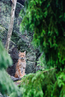 Watchful Lynx eyes, Järvsö, Sweden.