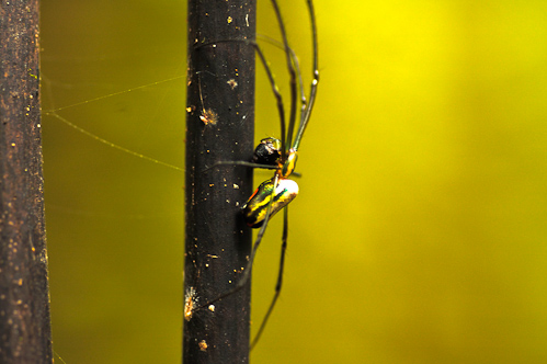 Even cooler spider! Nakavika, Fiji.