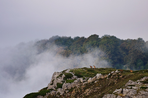 Chamoix in the mist, Picos de Europa, Spain.